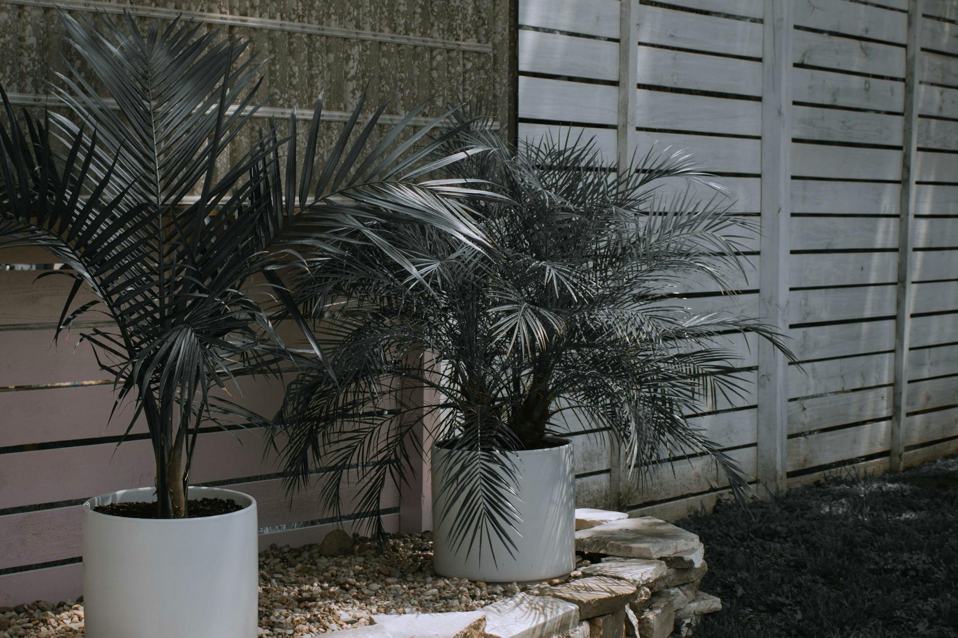 Two potted palms beside a wood fence on a quiet sunny patio.
