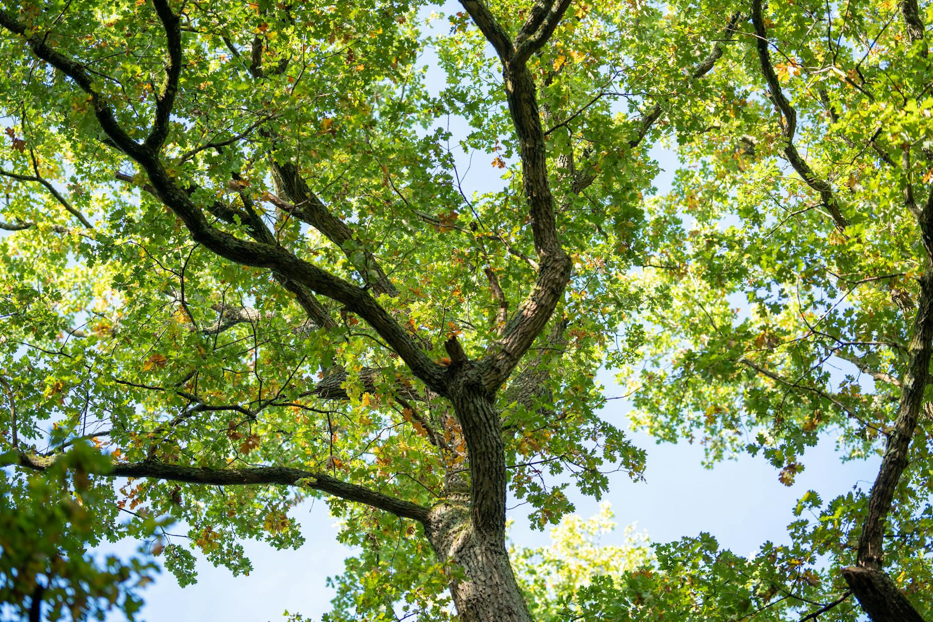 A tree-canopied residential street in Austin's Hyde Park neighborhood with mature live oaks.