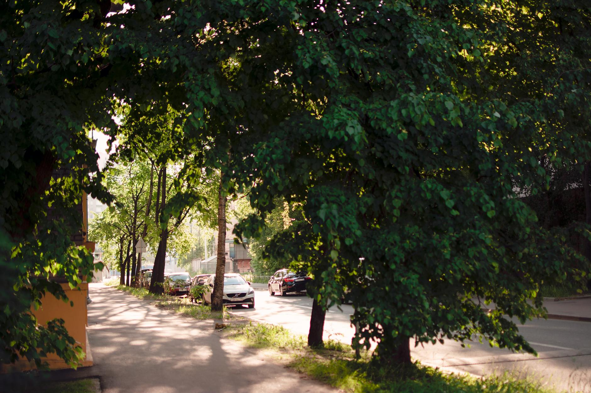 Travis Heights