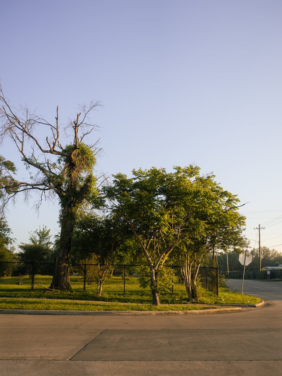 A quiet suburban Texas street corner at midday with a single tree under a hot bright sky.